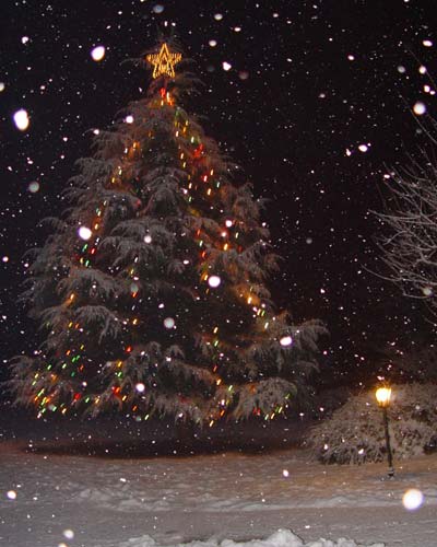 The Christmas tree in the ashram
